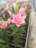 [1900 Vendome VH No02.JPG]